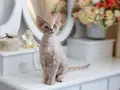 Szylkretowy Devon Rex: niezwykłe cechy, historia i pielęgnacja kota