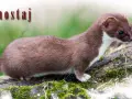 Gronostaj czym się żywi? Zaskakujące fakty o jego diecie