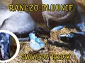 Jak rozmnażają się konie - poznaj tajemnice ich reprodukcji i porodu