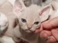 Jak prawidłowo dbać o Devon Rex - kluczowe porady pielęgnacyjne