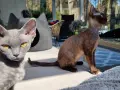 Hodowla Devon Rex w Polsce - jak wybrać najlepszego hodowcę?