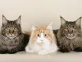 Trzy majestatyczne koty rasy Maine Coon, o imponującym futrze i charakterystycznych pędzelkach na uszach. Ich waga świadczy o rasie.
