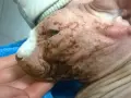 Choroby skóry u Devon Rex: objawy, przyczyny i skuteczne leczenie