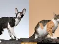 Cornish Devon Rex: różnice, temperament i pielęgnacja tych kotów