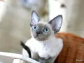 Kocięta Devon Rex Blue Point: Cechy, Hodowle i Wskazówki dla Kupujących