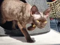 Brązowy kot rasy Devon Rex z żółtymi oczami wychodzi z szarego legowiska.