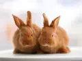 Dwa urocze, rude króliczki siedzą obok siebie. Czy królik to gryzoń? Nie, to zajęczak!