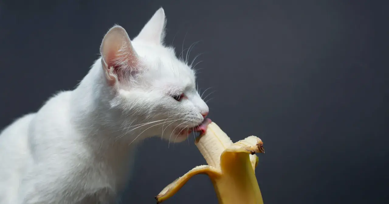 Biały kot z zaciekawieniem liże banana, sprawdzając, czy koty mogą jeść banany.