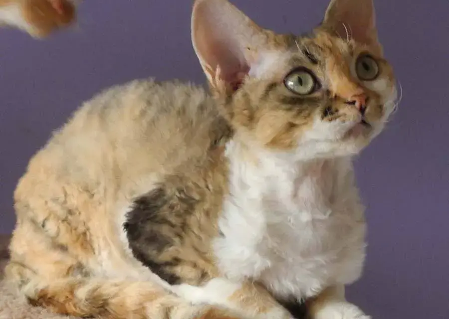 Choroby Devon Rex - Jak uniknąć problemów zdrowotnych u kotów?