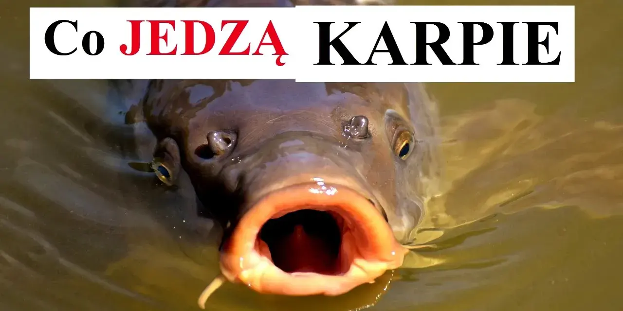 Czym się żywi karp? Sekrety diety karpia w naturze i hodowli
