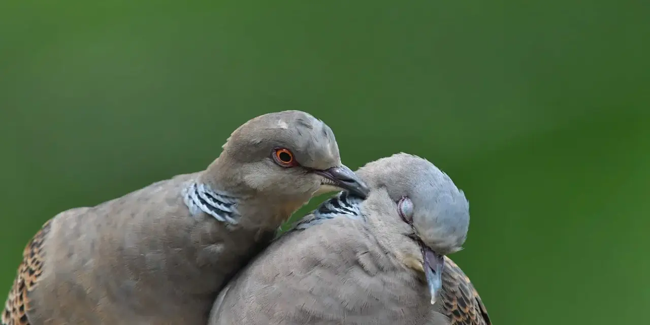 Dwa dzikie gołębie blisko siebie. Jeden z nich, z pomarańczowym okiem, delikatnie dotyka dziobem drugiego.