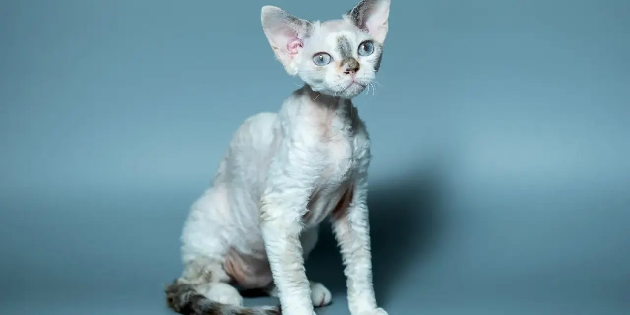Kot rasy Devon Rex z niebieskimi oczami siedzi na szarym tle.