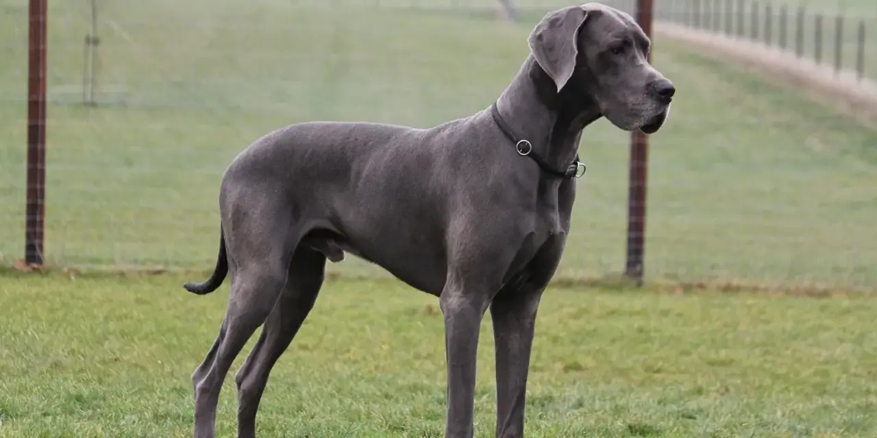 Szary dog niemiecki, imponujący wzrost, stoi na zielonej łące.