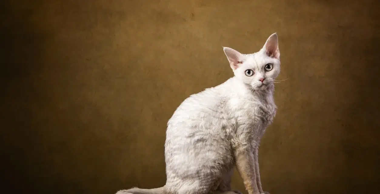 Biały kot rasy Devon Rex z kręconą sierścią siedzi na drewnianym blacie.