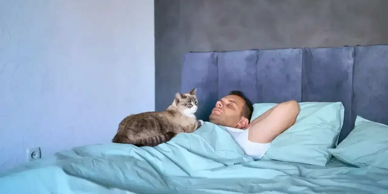 Kot śpi na człowieku, co oznacza zaufanie i poczucie bezpieczeństwa. Zwierzę czuje się komfortowo i kocha swojego opiekuna.