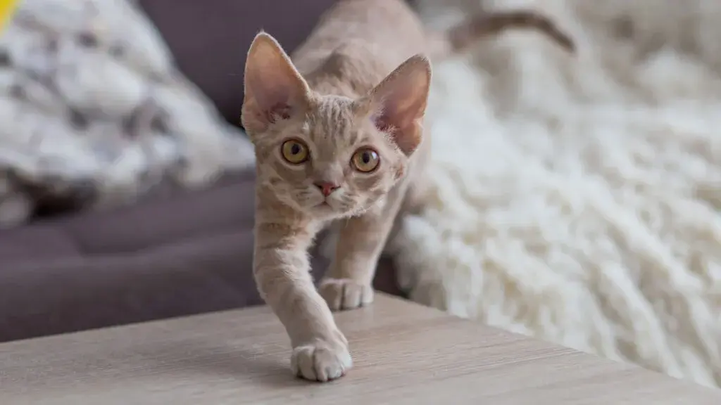 Ile kosztuje Devon Rex? Ceny kociąt i ukryte wydatki na kota