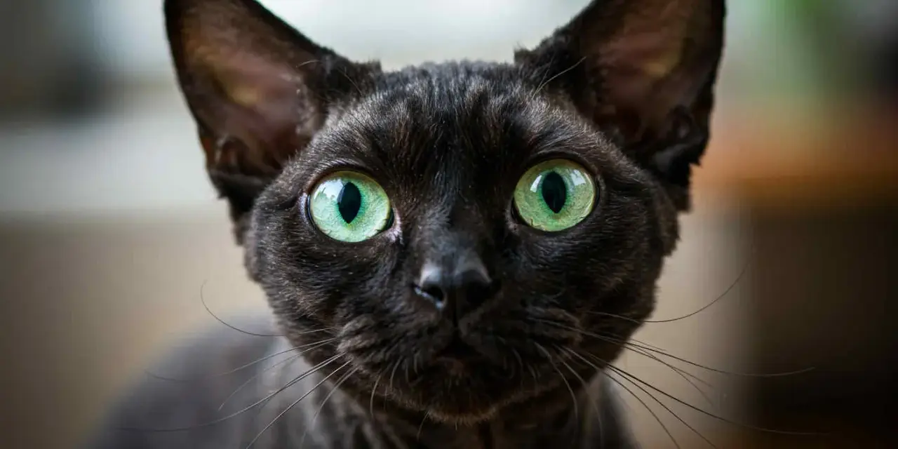 Devon Rex Wrocław - dostępne kocięta, ceny i porady dla przyszłych właścicieli