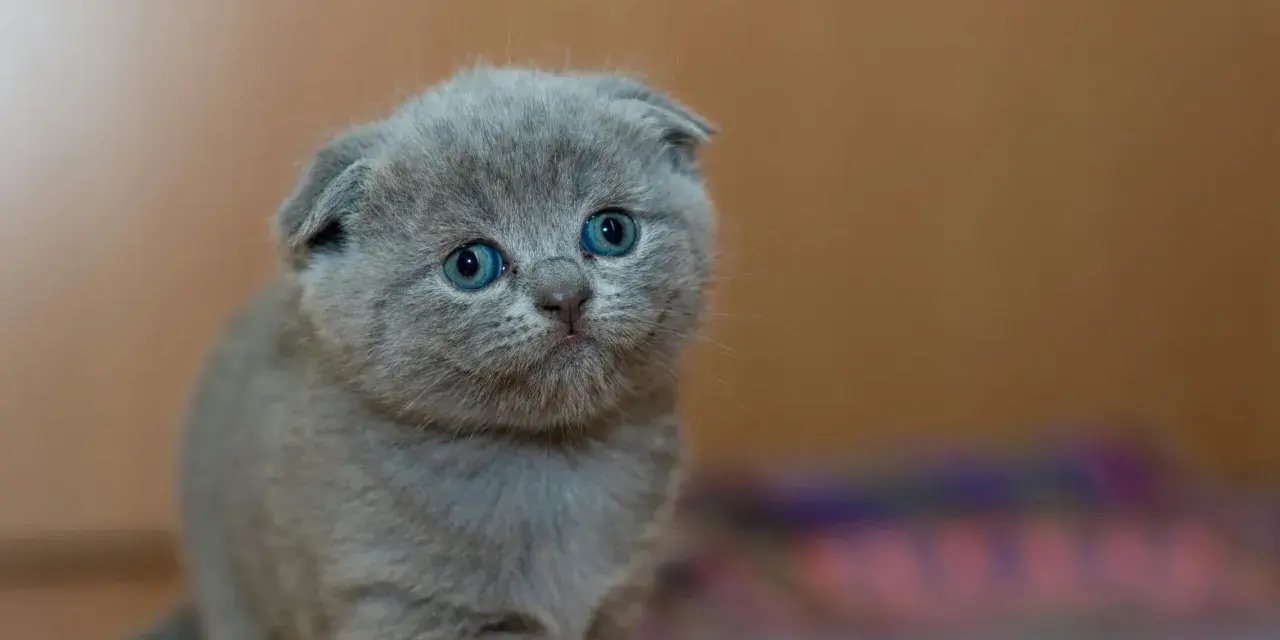 Uroczy, szary kociak rasy Scottish Fold z niebieskimi oczami. Zastanawiasz się, ile żyje kot brytyjski? Ten maluch ma przed sobą długie, szczęśliwe życie!
