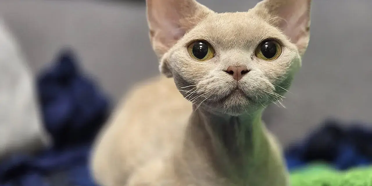Uroczy kot rasy devon rex o wielkich oczach, z pewnością odzwierciedla swój łagodny devon rex charakter.