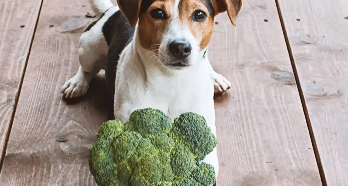 Jack Russell z brokułem na drewnianej podłodze. Czy pies może jeść brokuły? Ten psiak wygląda na zaintrygowanego.