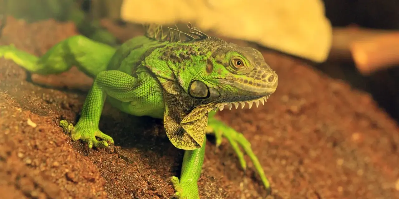Jasnozielony legwan zielony, z kolcami na grzbiecie, siedzi na brązowej skale. Jego ostre zęby są widoczne.