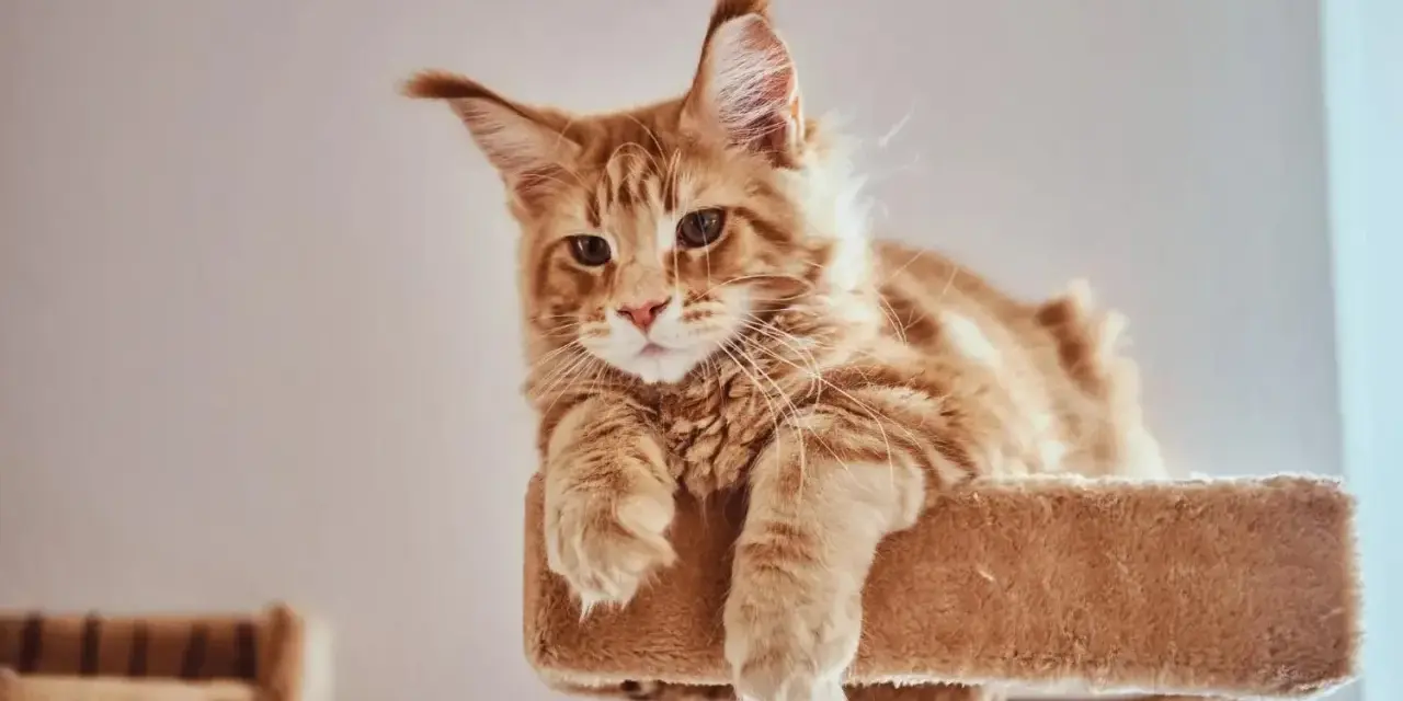 Rudy kot Maine Coon leży na drapaku, zastanawiając się nad imionami dla kocura.