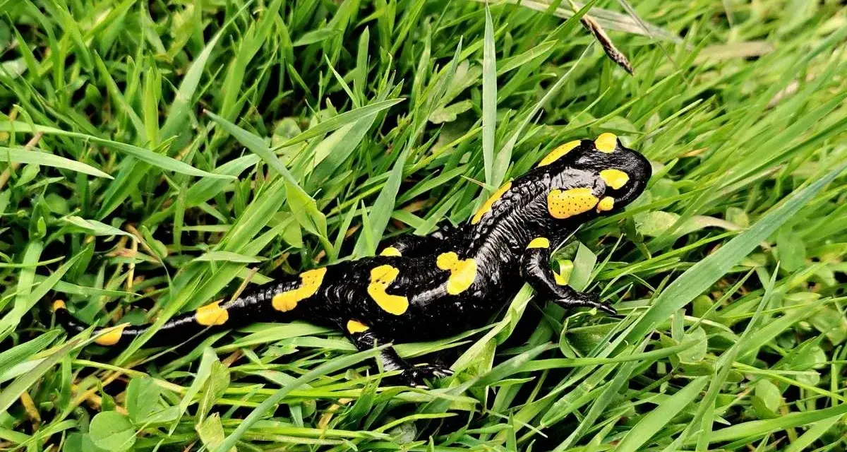 Co naprawdę je salamandra? Zaskakujące fakty o jej diecie