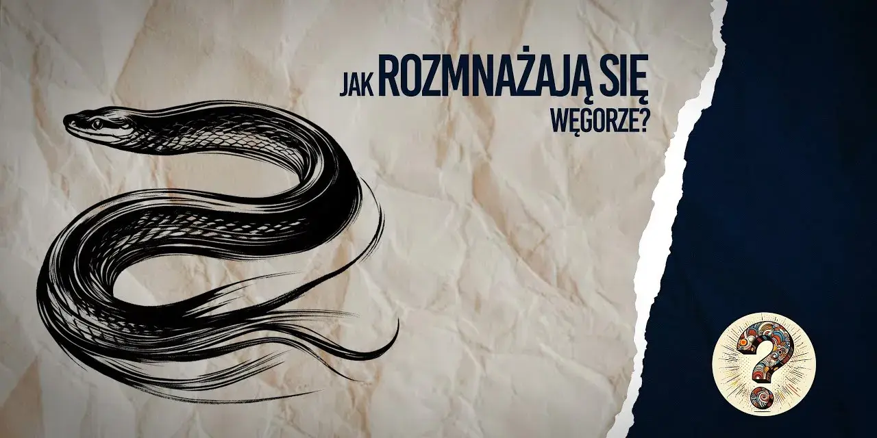 Jak rozmnażają się węgorze? Tajemnice ich niezwykłego cyklu życia