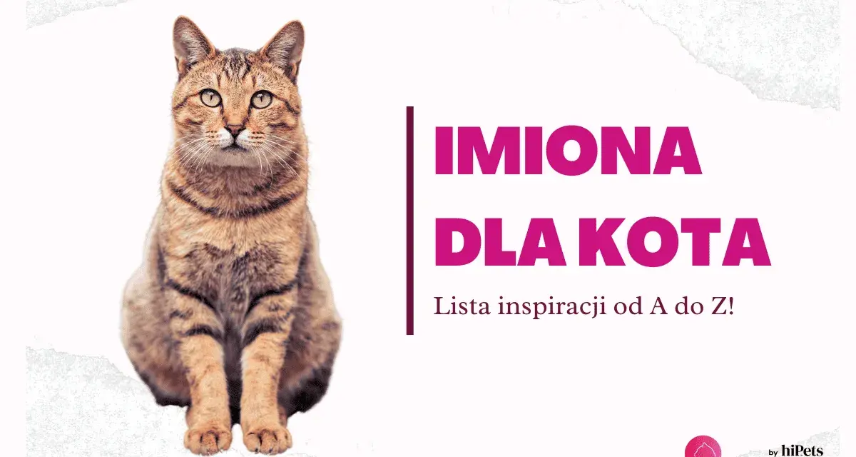 Uroczy kot siedzi obok napisu "Imiona dla kota". Znajdź idealne imię dla swojego pupila!