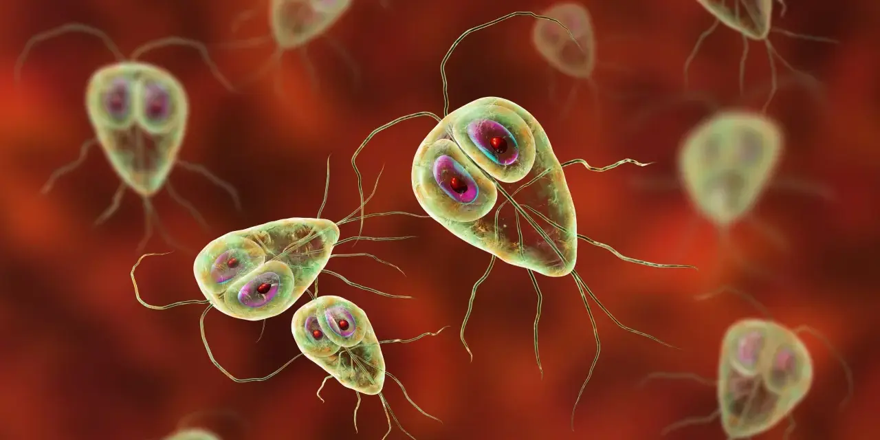Widok mikroskopowy pasożyta Giardia lamblia, który może być obecny w kale. Te jednokomórkowe organizmy mają charakterystyczny kształt i liczne wici.