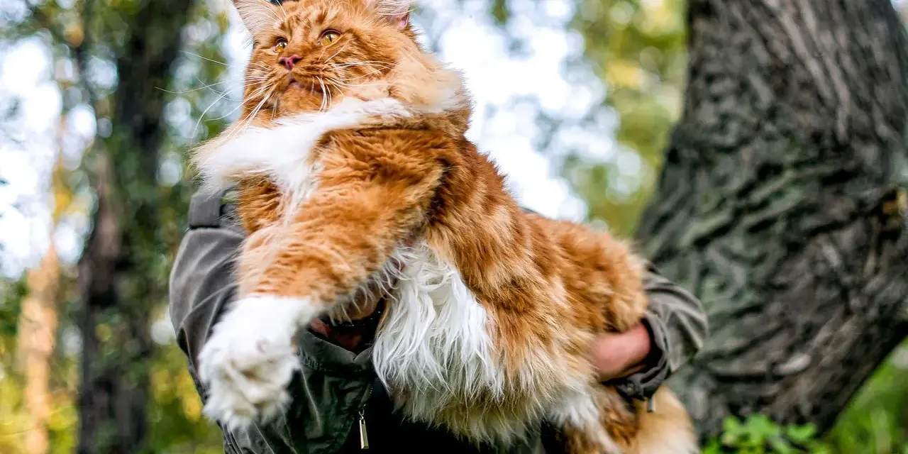 Rudzielec maine coon najwiekszy kot świata, dumny i majestatyczny, w objęciach opiekuna na tle leśnej przyrody.