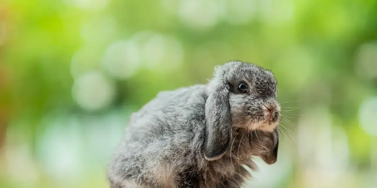Uroczy, dorosły królik mini lop o szarym futerku siedzi na drewnianym blacie.