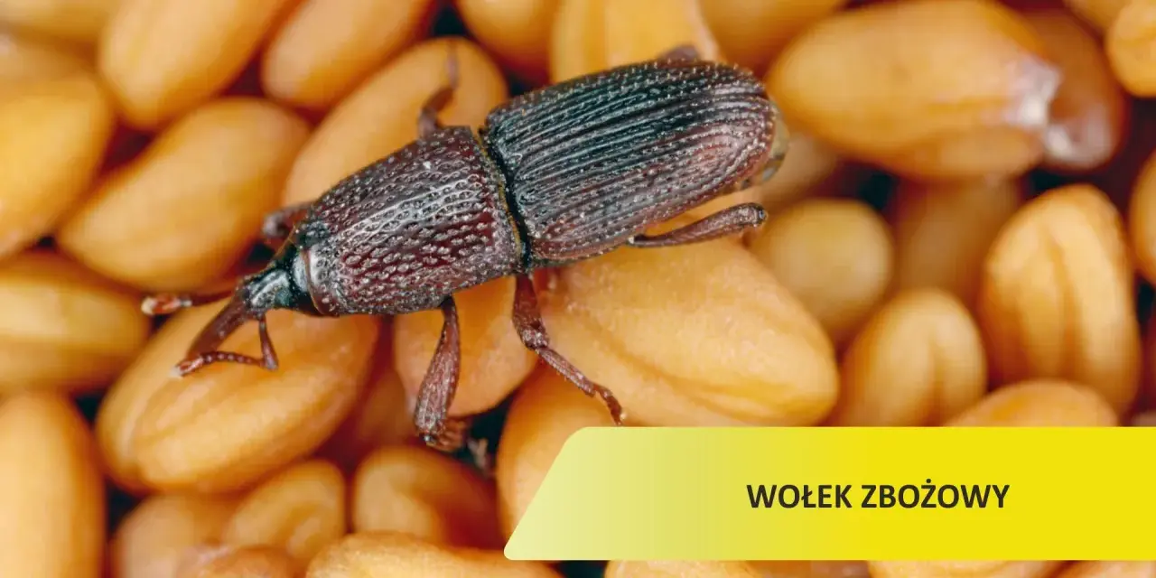 Czym żywi się wołek zbożowy? Odkryj zaskakujące fakty o jego diecie