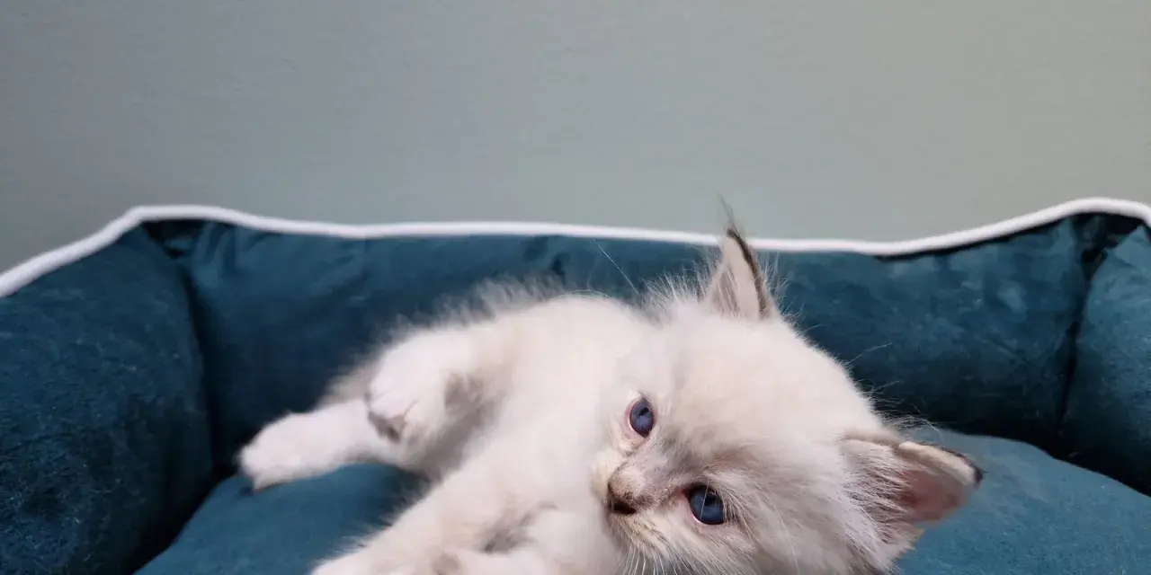 Uroczy kociak rasy ragdoll, jeszcze niewielki, leży na miękkim legowisku.