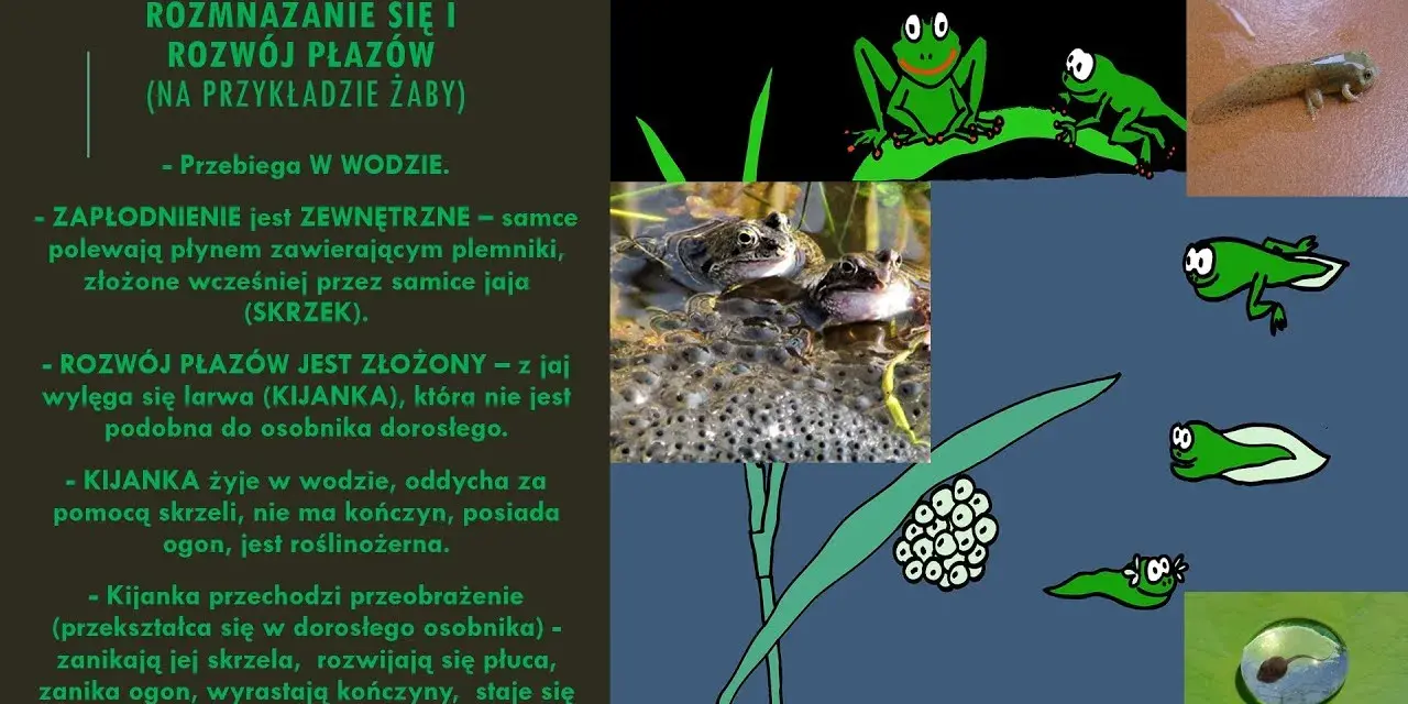 Jak rozmnażają się płazy? Odkryj zaskakujące metody i etapy rozwoju