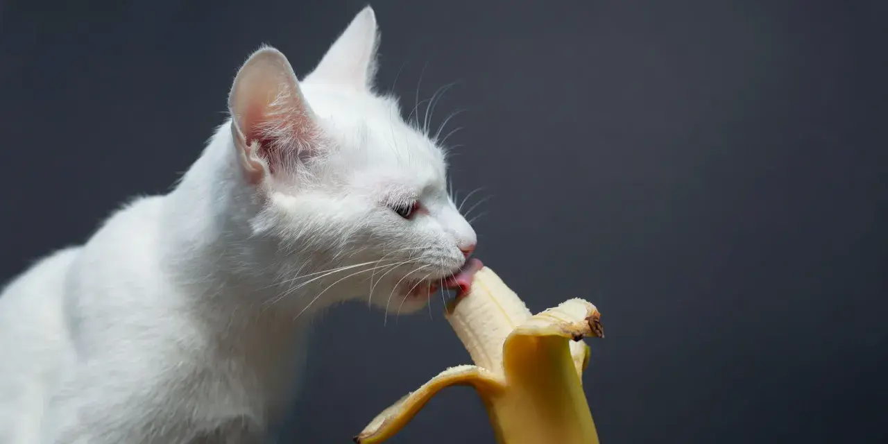 Biały kot z zaciekawieniem liże banana, sprawdzając, czy koty mogą jeść banany.