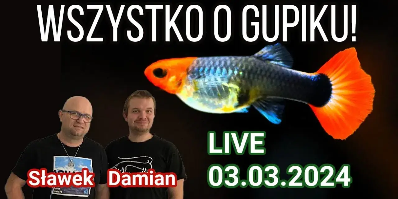 Jak często rozmnażają się gupiki? Odkryj ich zaskakujące cykle rozmnażania
