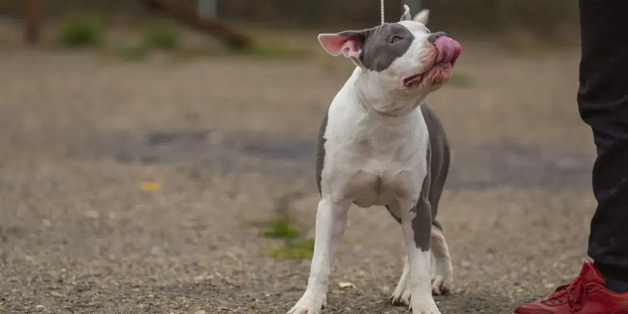 Uroczy amstaff miniaturka na smyczy oblizuje pyszczek, patrząc na swojego opiekuna.