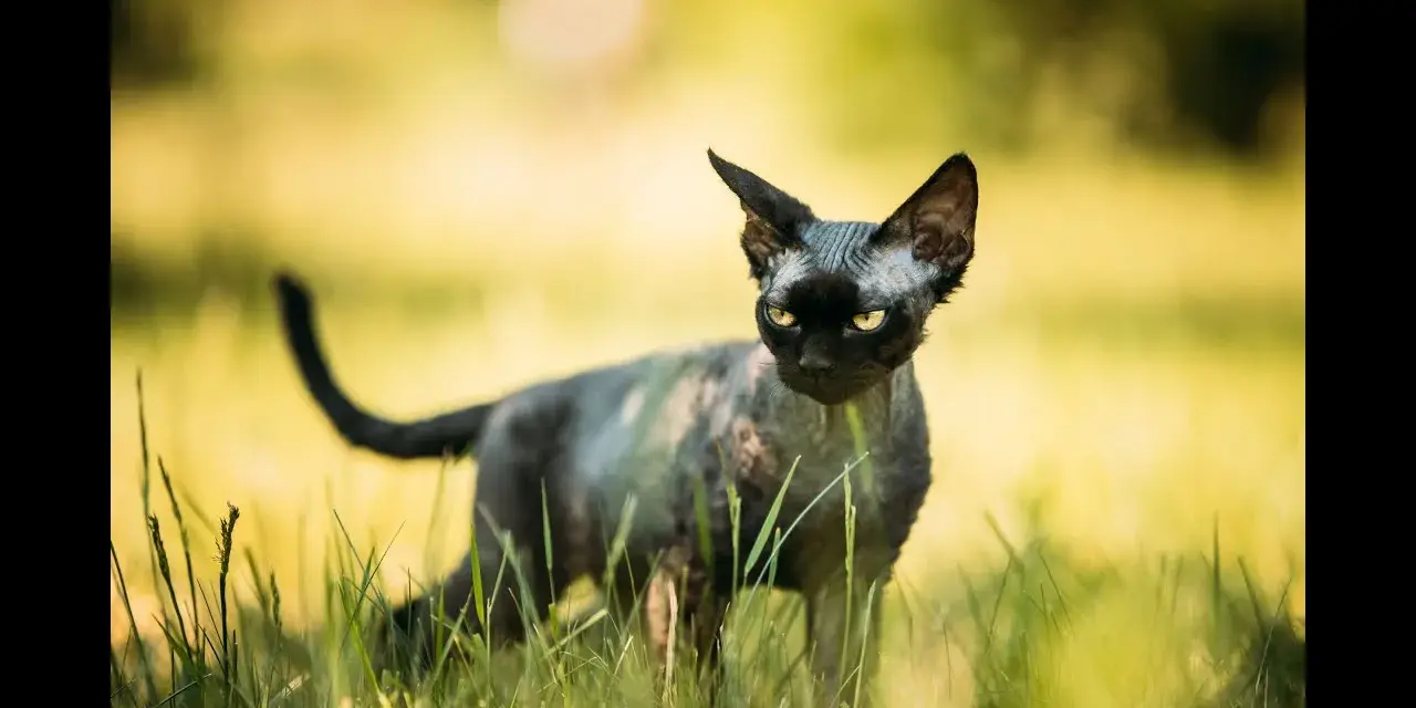 Ceny kociąt Devon Rex w Polsce – ile naprawdę kosztują?