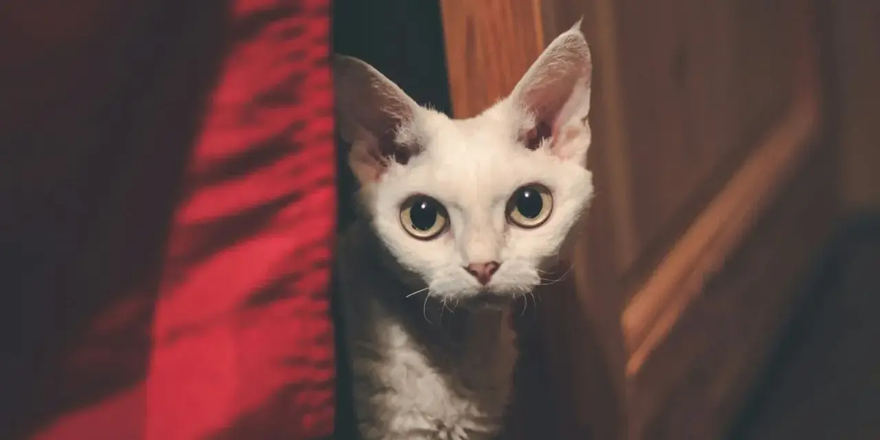 Biały kot rasy Devon Rex z dużymi oczami wychyla się zza czerwonej zasłony.