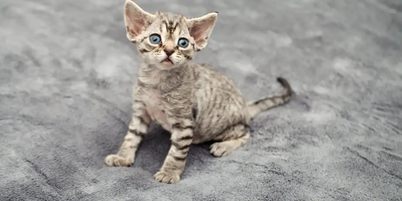 Jak oddać kota rasy Devon Rex i znaleźć nowy dom dla niego
