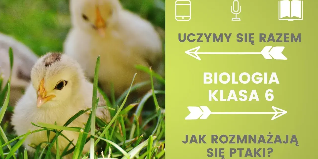 Jak rozmnażają się ptaki? Odkryj fascynujący proces lęgowy