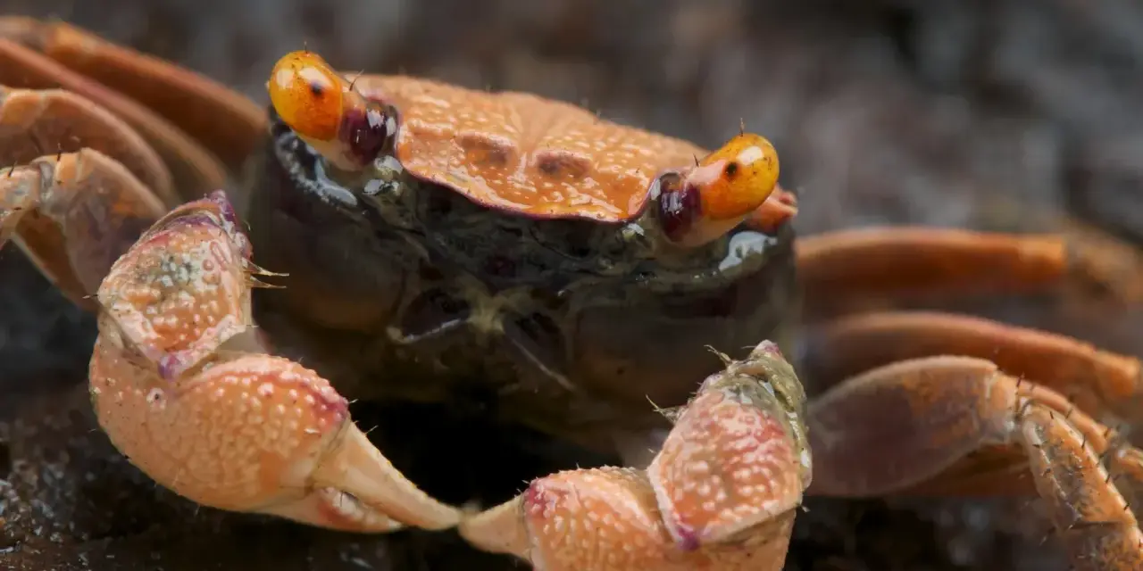 Pomarańczowy krab wampir z błyszczącymi oczami i szczypcami, gotowy do ataku.