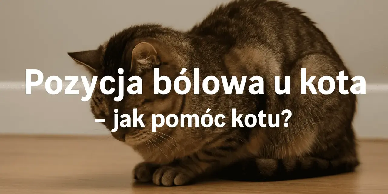 Kot w pozycji bólowej, może to być objaw zapalenia jelit. Zobacz, jak pomóc kotu.