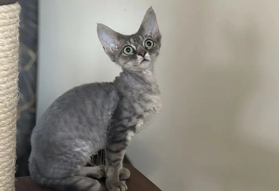 Devon Rex na sprzedaż - znajdź idealnego kota w Polsce teraz