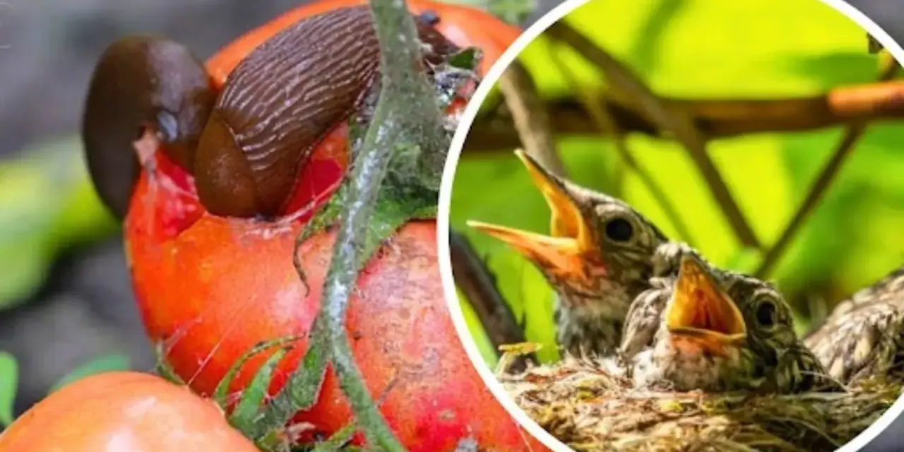 Ślimak czym się żywi - poznaj jego zaskakującą dietę i zwyczaje