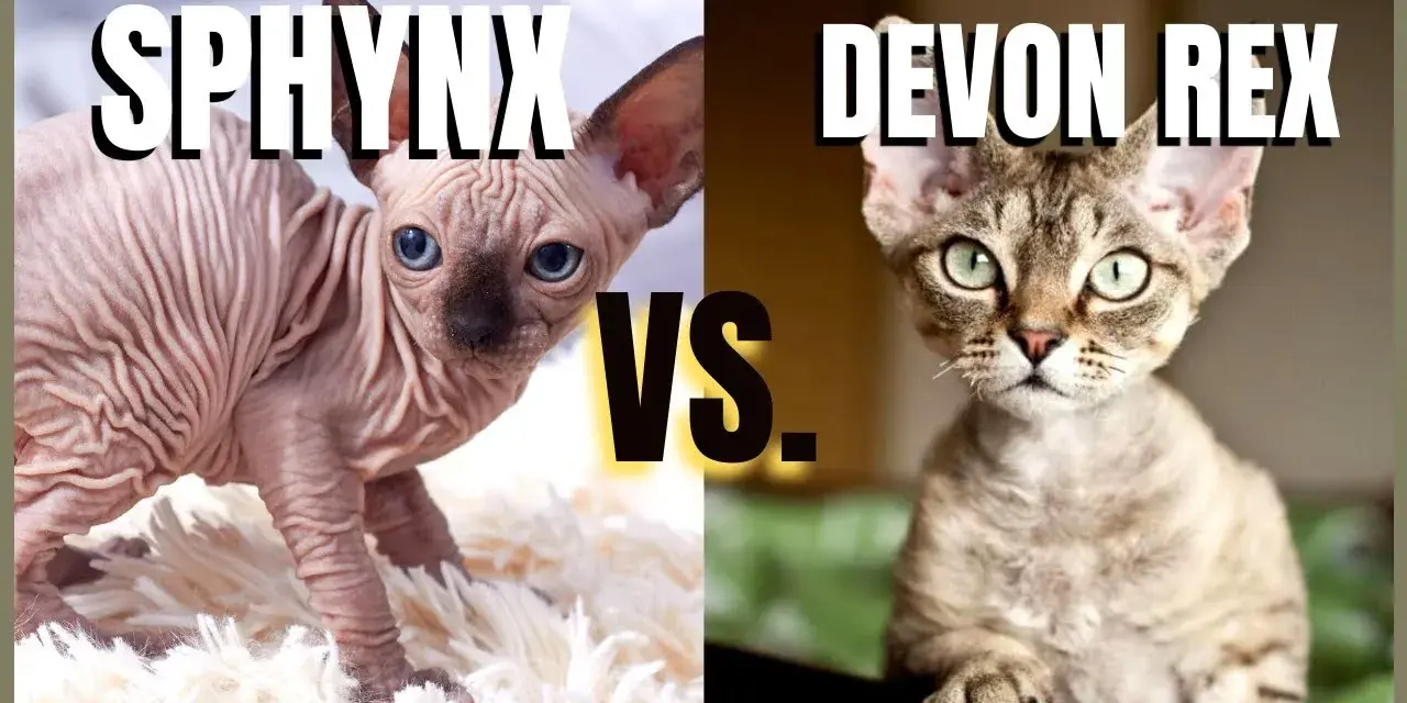 Devon Rex a Sfinks: Kluczowe różnice, które musisz znać