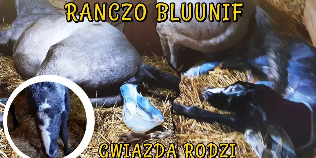 Jak rozmnażają się konie - poznaj tajemnice ich reprodukcji i porodu