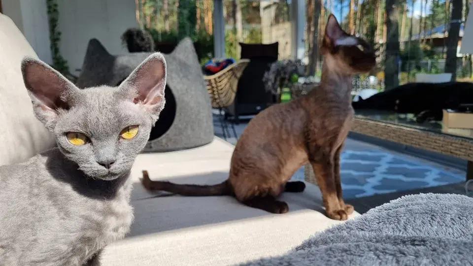 Hodowla Devon Rex w Polsce - jak wybrać najlepszego hodowcę?