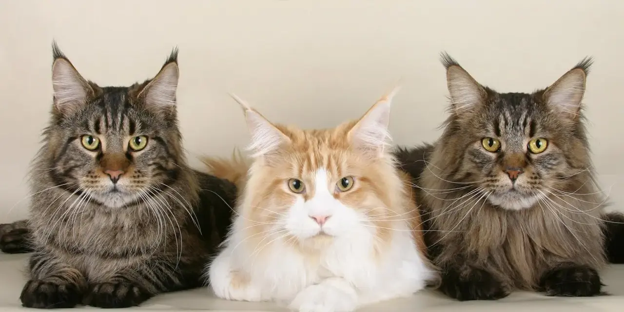 Trzy majestatyczne koty rasy Maine Coon, o imponującym futrze i charakterystycznych pędzelkach na uszach. Ich waga świadczy o rasie.